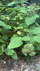 Hydrangea arborescens