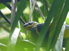 Boiga melanota
