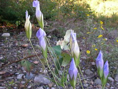 Gentianopsis virgata