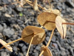 Lepidium perfoliatum