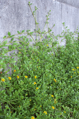 Melanthera prostrata