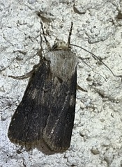 Agrotis puta