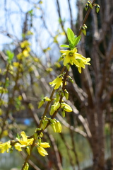 Forsythia viridissima
