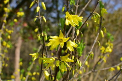 Forsythia viridissima