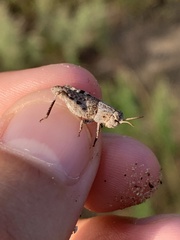 Pardalophora apiculata