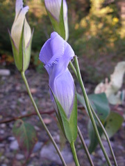 Gentianopsis virgata
