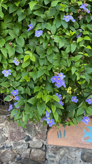Thunbergia