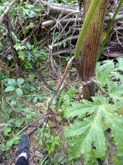 Heracleum mantegazzianum