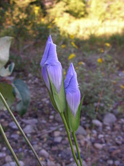 Gentianopsis virgata