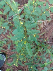 Chamaecrista nictitans