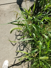 Setaria faberi