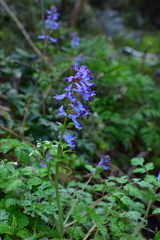 Corydalis incisa