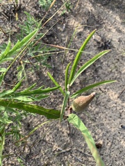 Asclepias viridiflora