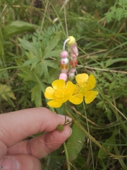 Ranunculus acris