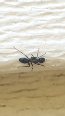 Camponotus