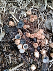 Cyathus stercoreus