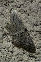 Idaea subsericeata