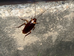 Periplaneta americana