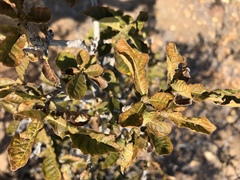Gardenia resiniflua