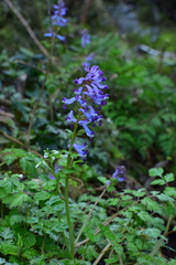 Corydalis incisa