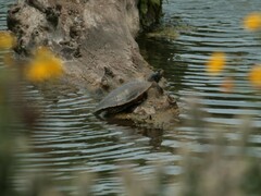 Graptemys geographica