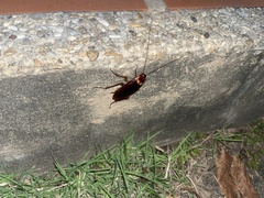 Periplaneta americana