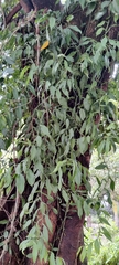 Pothos chinensis