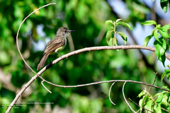 Myiarchus yucatanensis