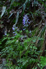 Corydalis incisa