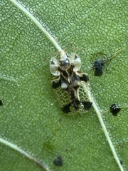 Corythucha juglandis