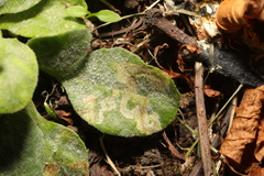 Erysiphe cruciferarum