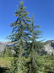 Larix lyallii