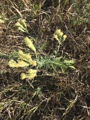 Brickellia eupatorioides