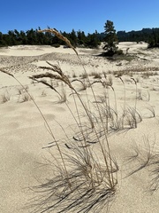 Poa macrantha