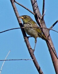 Embernagra platensis