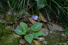 Viola japonica