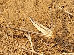 Orthoptera
