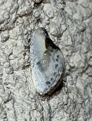 Cilix glaucata