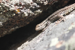 Sceloporus graciosus