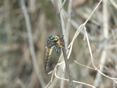 Promachus painteri