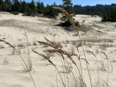 Poa macrantha
