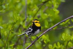 Setophaga chrysoparia