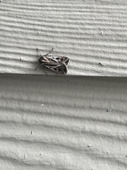 Noctuinae