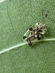 Corythucha juglandis