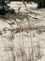 Poa macrantha