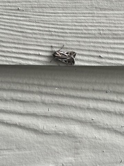 Noctuinae