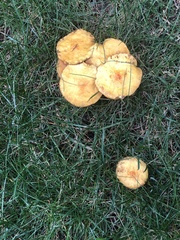 Suillus