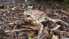 Anaxyrus americanus