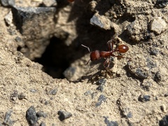 Pogonomyrmex salinus