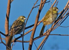 Embernagra platensis